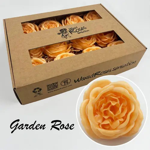 Seiden Wachs Gartenrose gelb