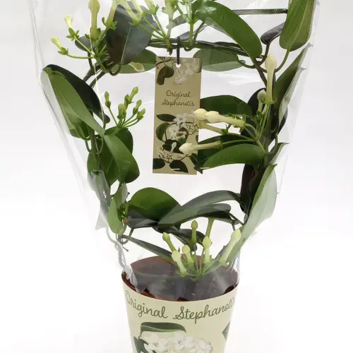 Stephanotis 6-9 Bl. Bogen T12 H045