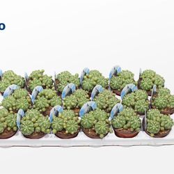 Matucana Polzii T08 H15