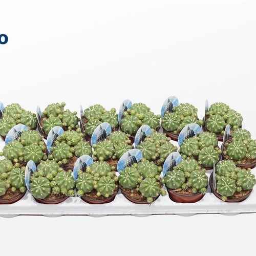 Matucana Polzii T08 H15