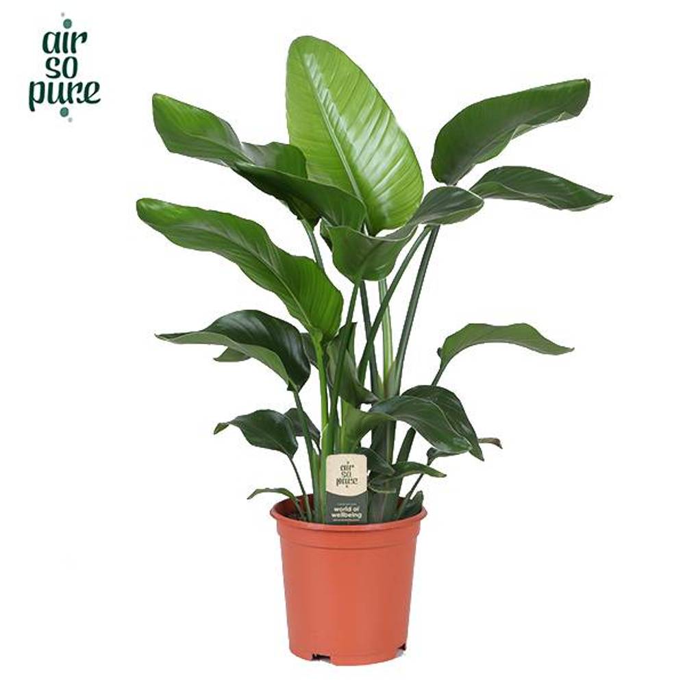 Strelitzia Nicolai T21 H80