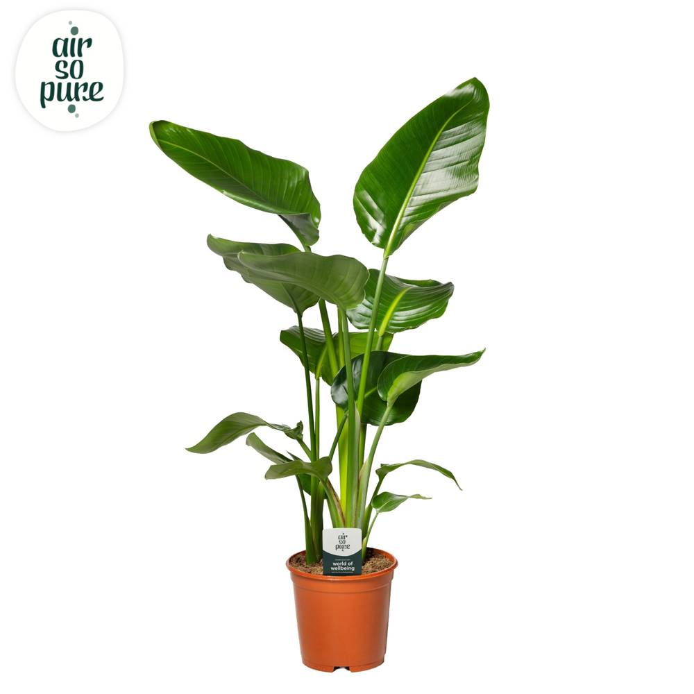 Strelitzia Nicolai T21 H080
