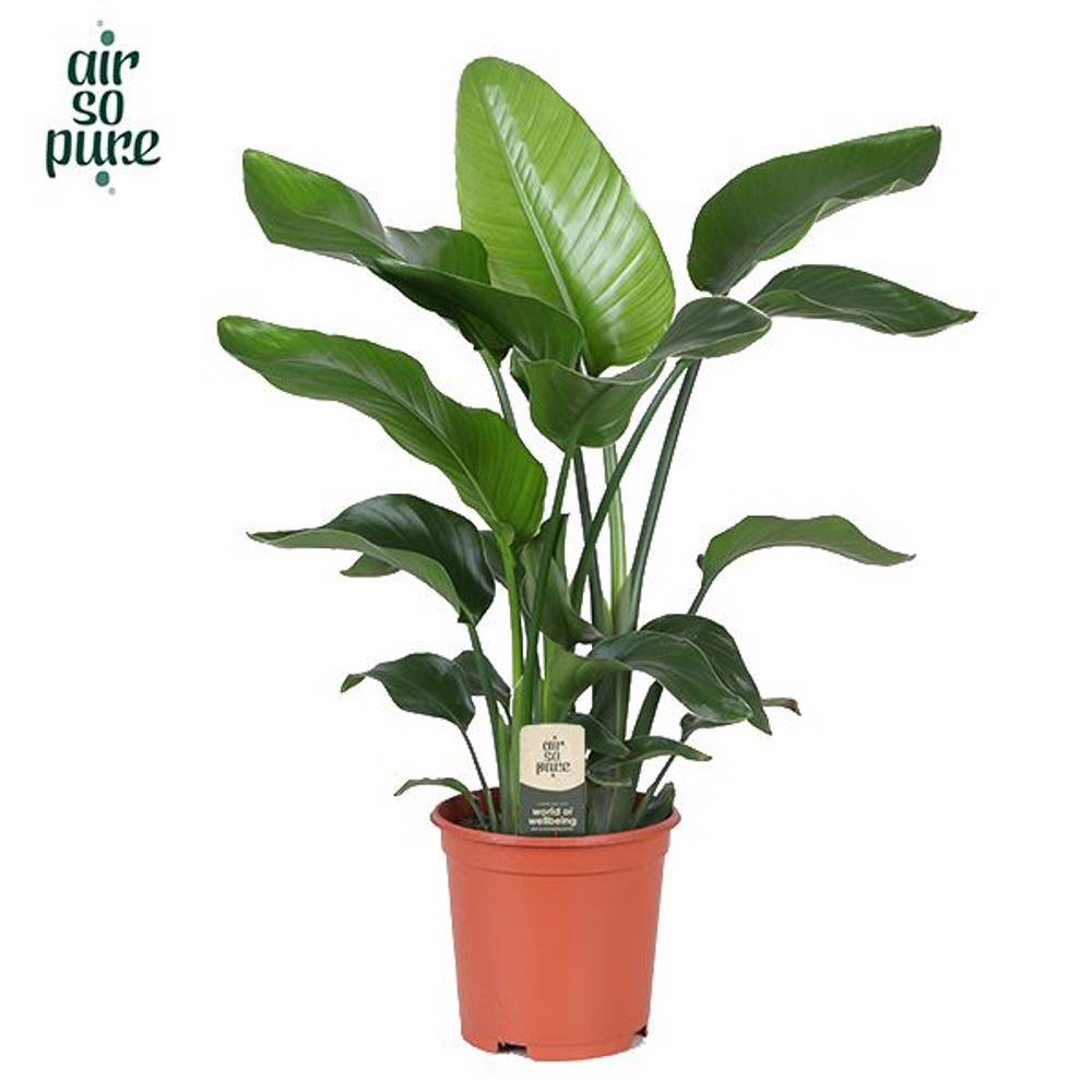 Strelitzia Nicolai T21 H80