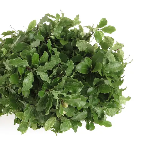 Pittosporum grün/weiss Nevato 40cm