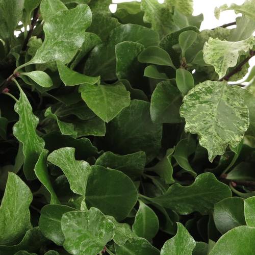 Pittosporum grün/weiss Nevato 40cm