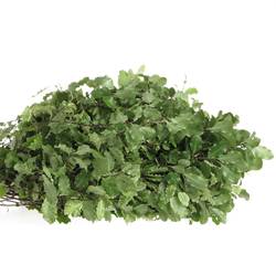 Pittosporum grün/weiss Nevato 40cm