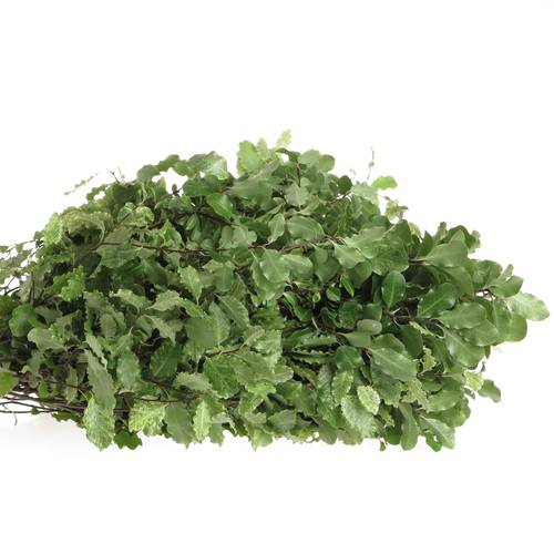 Pittosporum grün/weiss Nevato 40cm