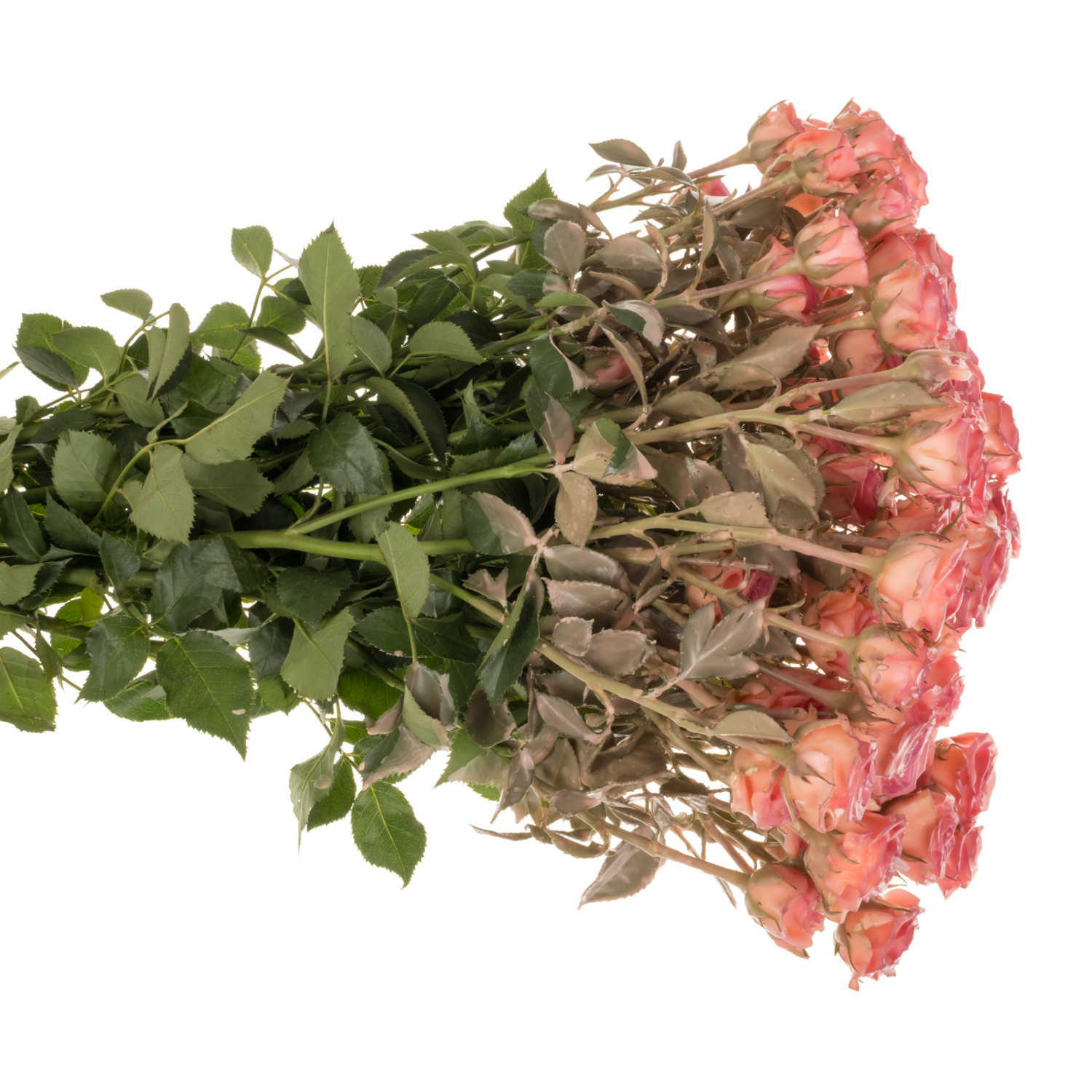 Rose verzweigt orange Wachs classic Versillia 60cm