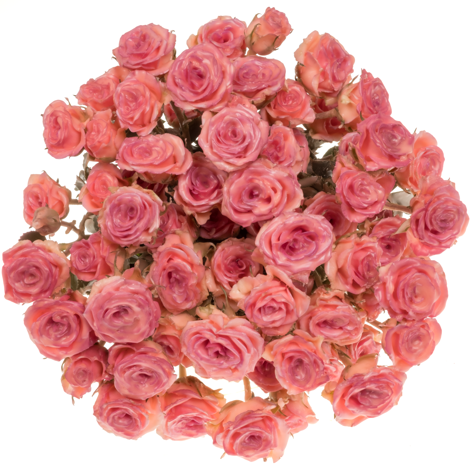Rose verzweigt orange Wachs classic Versillia 60cm