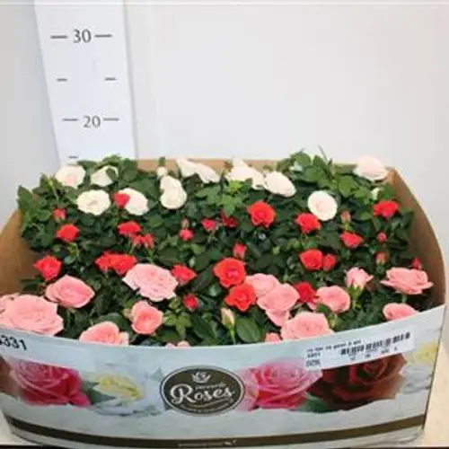 rosa Fa mix T7 H15 Schnapchen Von Uhr