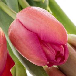 Franz.rosa La Romaine 80 Gramm 60cm