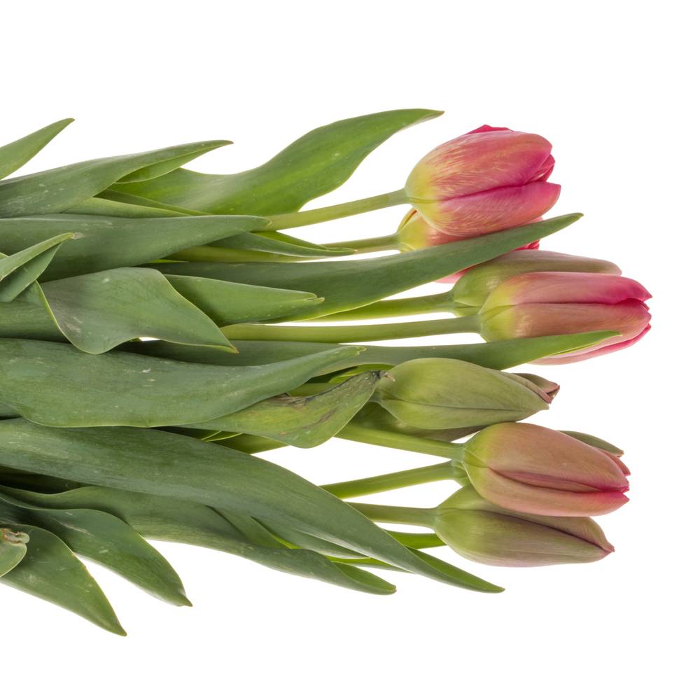 Franz.rosa La Romaine 80 Gramm 60cm