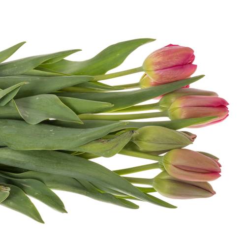 Franz.rosa La Romaine 80 Gramm 60cm