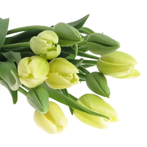 Franz.weiss Maureen 42 Gramm 55cm