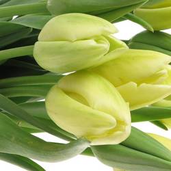 Franz.weiss Maureen 42 Gramm 55cm