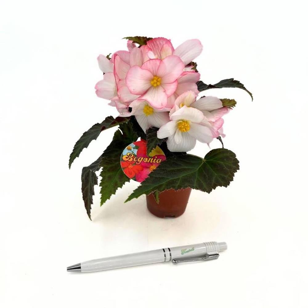 Begonia Boliviensis rosa/weiss T06 H018