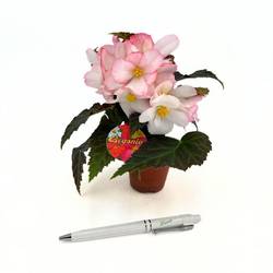 Begonia Boliviensis rosa/weiss T06 H018