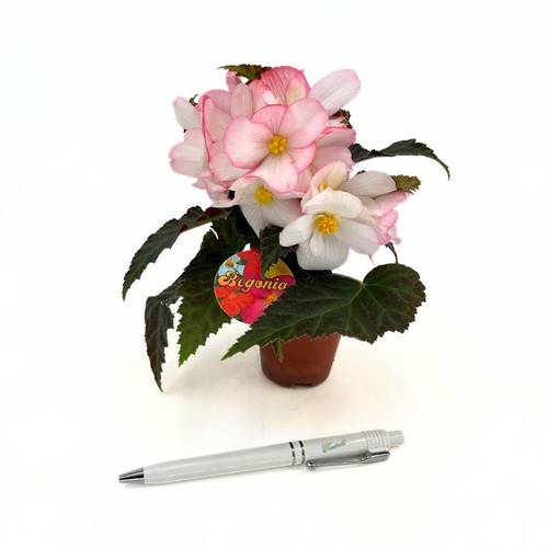 Begonia Boliviensis rosa/weiss T06 H018