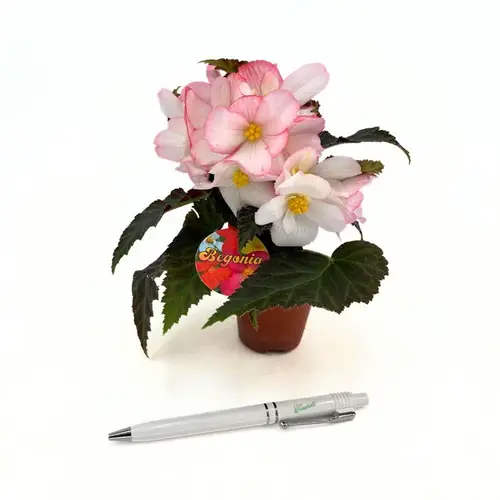 Begonia Boliviensis rosa/weiss T06 H018