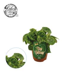 Begonia Kingiana T12 H20