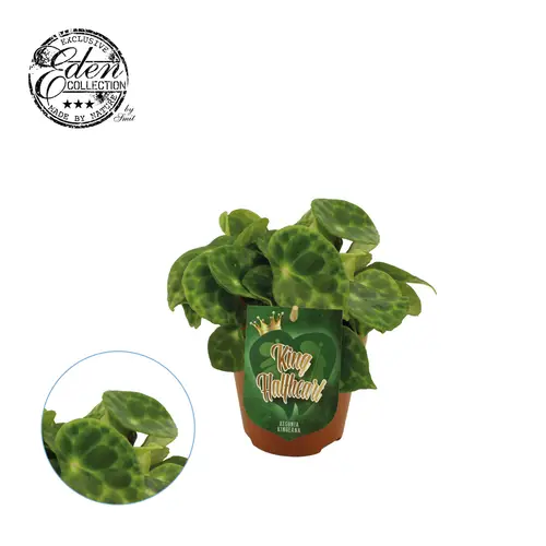 Begonia Kingiana T12 H20