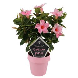 Sundaville Dipl. dunkel rosa/hell rosa am Reck T14 H040