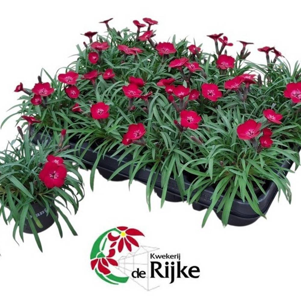 Dianthus rot Red Flash T07 H015