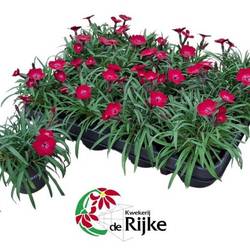 Dianthus rot Red Flash T07 H015