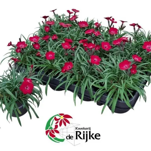 Dianthus rot Red Flash T07 H015
