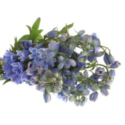 Delphinium blau Shadow 80cm