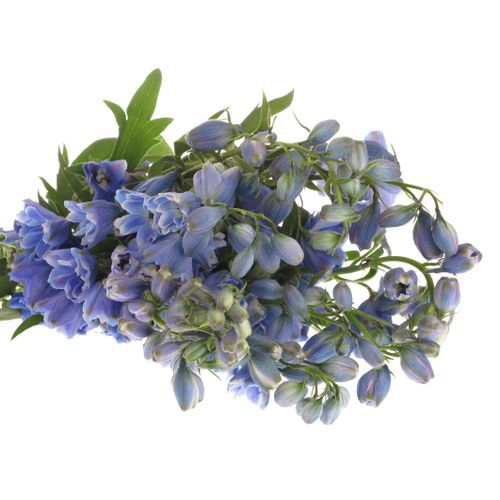 Delphinium blau Shadow 80cm