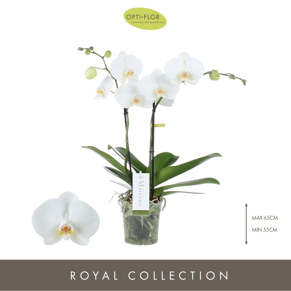 Phal.2-R weiss Maistro Chopin T12 H50