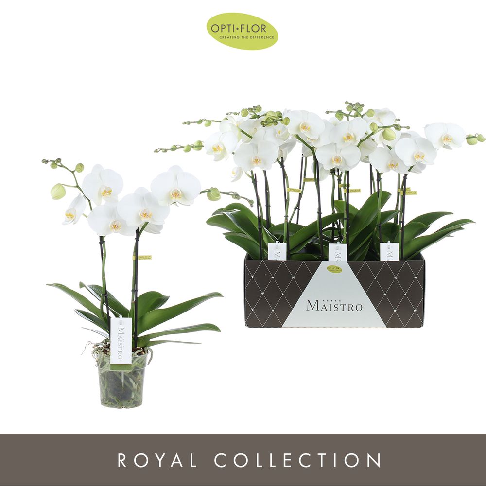 Phal.2-R weiss Maistro Chopin T12 H50
