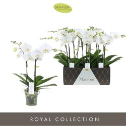 Phal.2-R weiss Maistro Chopin T12 H50