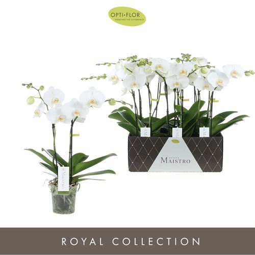 Phal.2-R weiss Maistro Chopin T12 H50