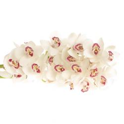 Cymbidium weiss Vanity 50cm 6+Blüte