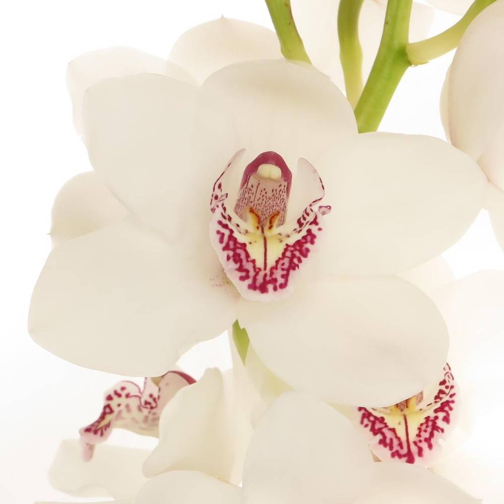 Cymbidium weiss Vanity 50cm 6+Blüte