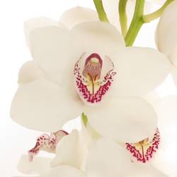 Cymbidium weiss Vanity 50cm 6+Blüte