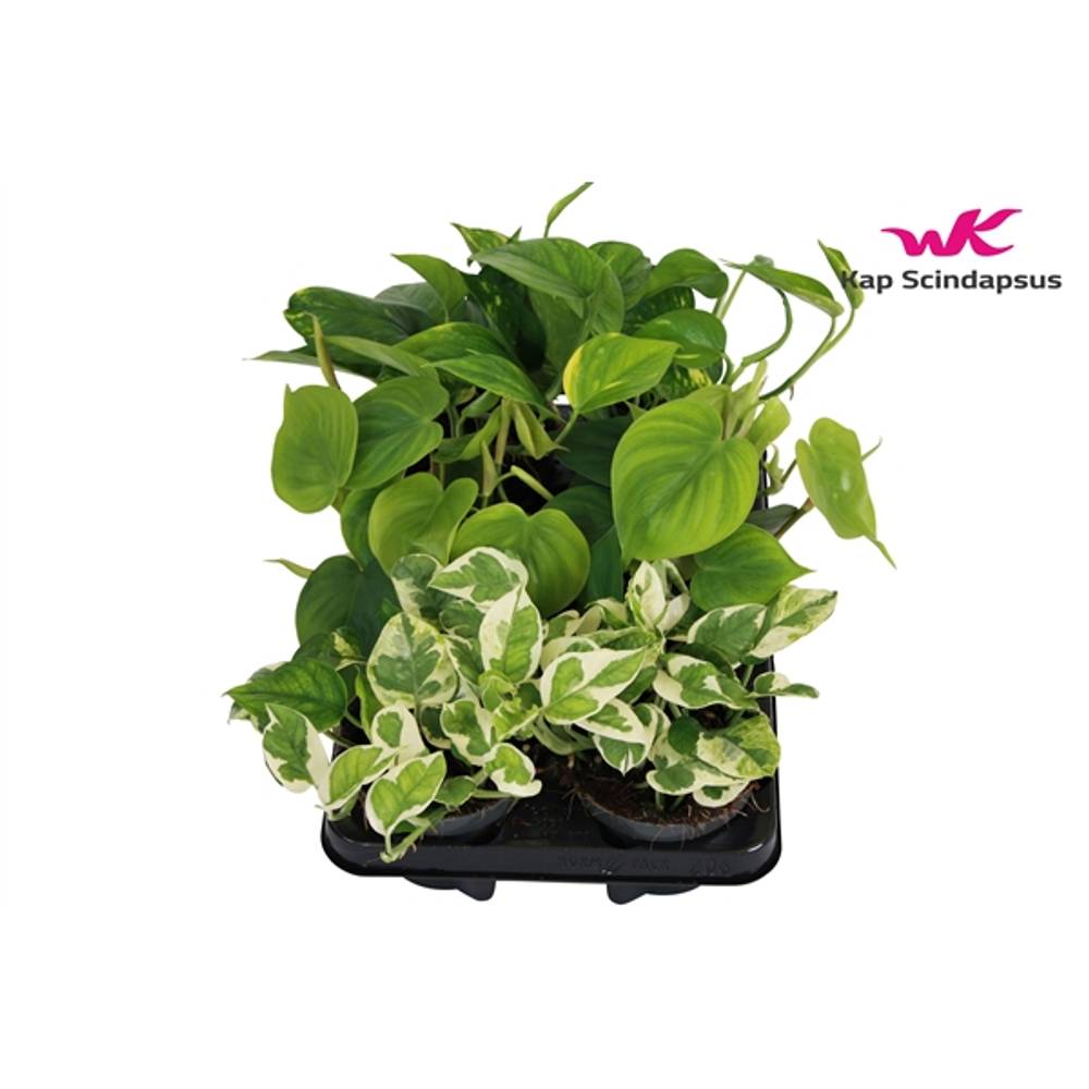 Scindapsus mix T12 H25
