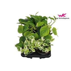 Scindapsus mix T12 H25