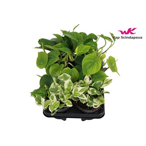 Scindapsus mix T12 H25