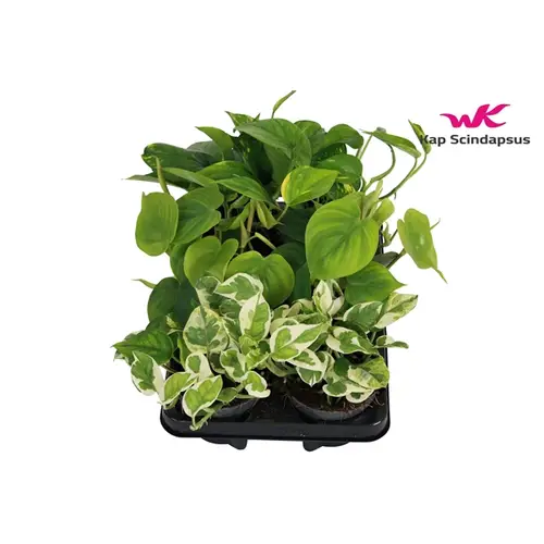 Scindapsus mix T12 H25