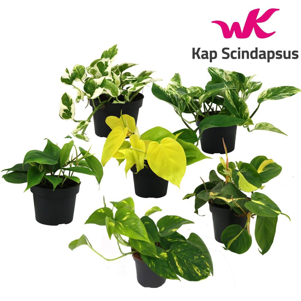 Scindapsus +Philodendron mix T12 H025