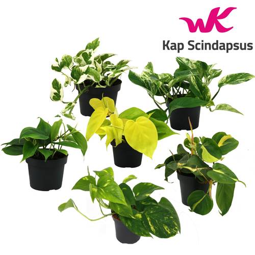 Scindapsus +Philodendron mix T12 H025
