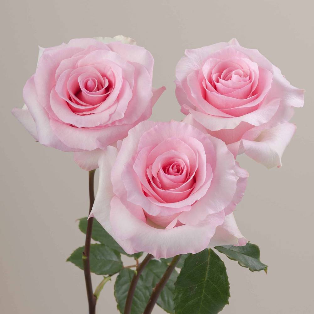 Rose rosa Christa (Ec) 60cm