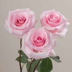 Rose rosa Christa (Ec) 60cm