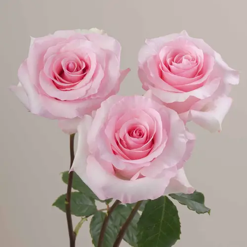 Rose rosa Christa (Ec) 60cm