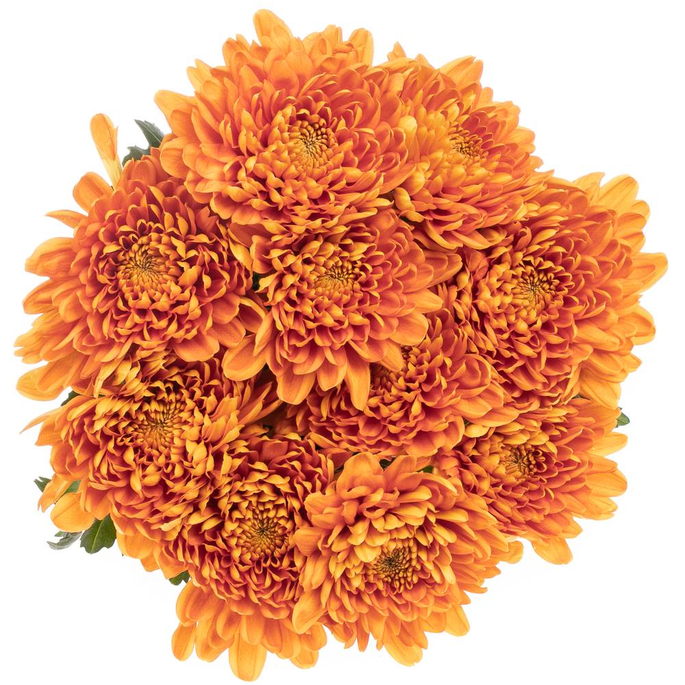 Chrys.Deko orange Bellavista 70 Gramm