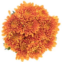 Chrys.Deko orange Bellavista 70 Gramm