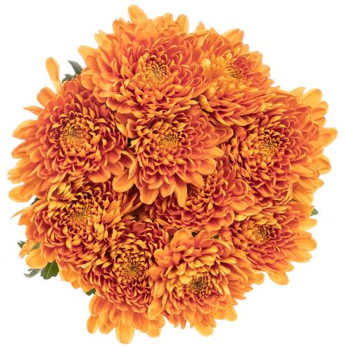 Chrys.Deko orange Bellavista 70 Gramm